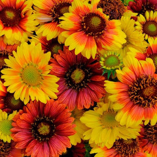 GAILLARDIA FLOWER SEEDS UAE