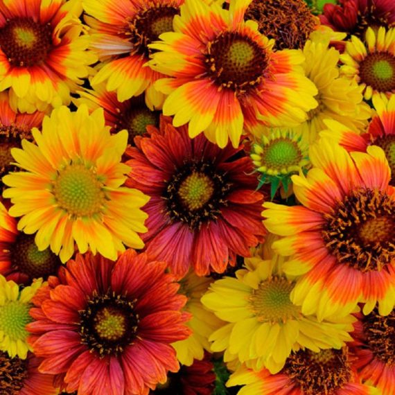 GAILLARDIA FLOWER SEEDS UAE