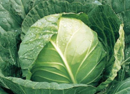 Belets Cabbage F1
