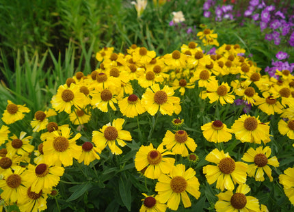 YELLOW HELENIUM MIX FLOWERS