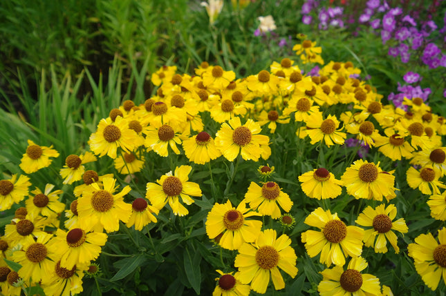 YELLOW HELENIUM MIX FLOWERS