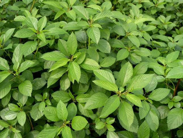 ملوخية مصيّف (MOLOKHIA MSAYIF) 50 GM