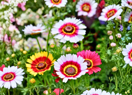 RAINBOW MIX FLOWERS UAE