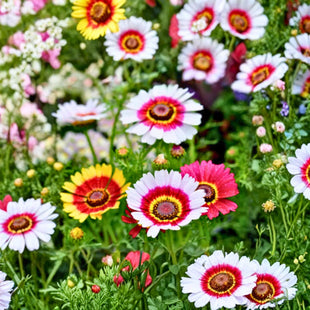 RAINBOW MIX FLOWERS UAE