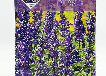 SALVIA PURPLE MIX FLOWER  UAE