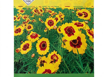 COREOPSIS UAE FLOWERS