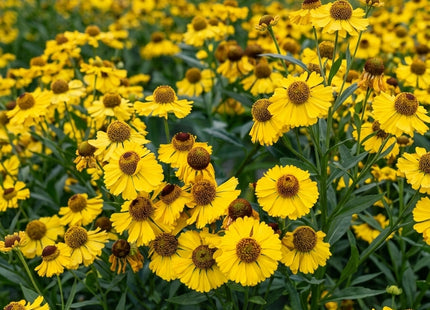 YELLOW HELENIUM MIX FLOWERS