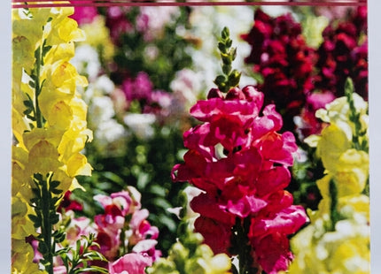 SNAPDRAGON MIX FLOWERS