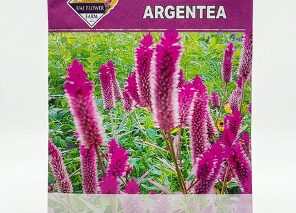 CELOSIA ARGENTEA FLOWERS UAE