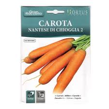 CAROTA NANTESE DI CHIOGGIA 2