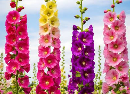 HOLYHOCK MIX FLOWERS