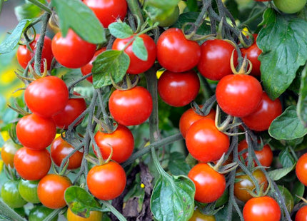 جولة الطماطم المحددة  F1 (TOMATO ROUND DETERMINATE)