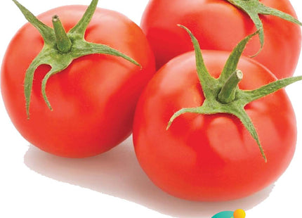 طماطم الشمال F1 (TOMATO AL SHAMAL F1)