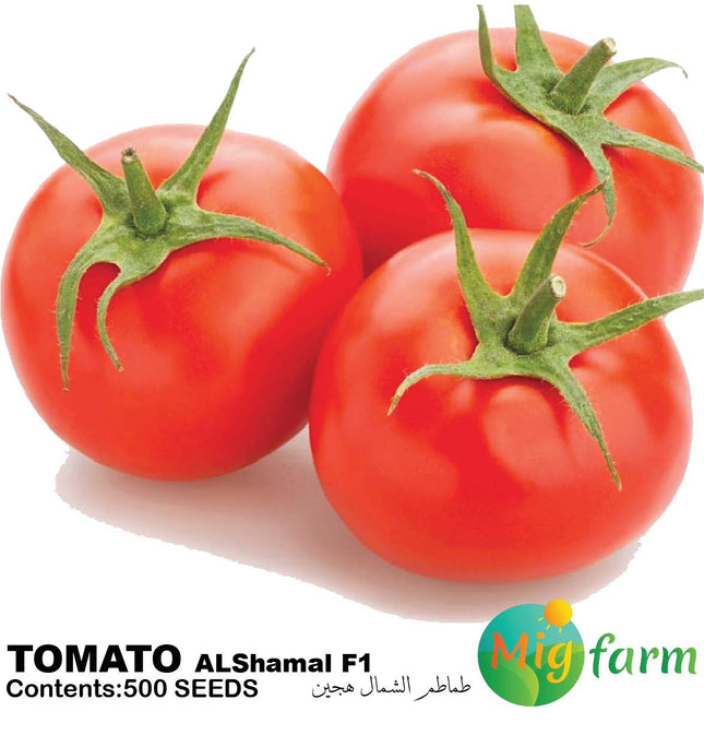 طماطم الشمال F1 (TOMATO AL SHAMAL F1)