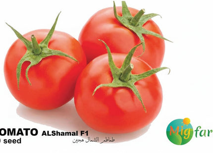 طماطم الشمال F1 (TOMATO AL SHAMAL 30 Seeds)