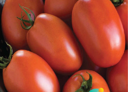 طماطم الريمF1 (TOMATO AL REEM F1)