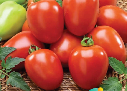 طماطم فوكس F1 (TOMATO FOX F1)