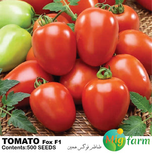 طماطم فوكس F1 (TOMATO FOX F1)