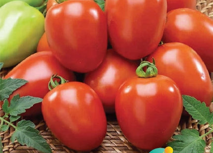 طماطم فوكس F1 (TOMATO FOX F1) MINI PACKET 30 SEEDS