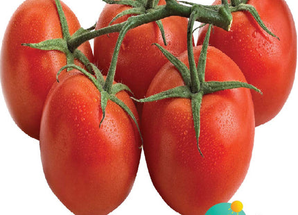طماطم مهرة F1 ( TOMATO MAHRA)