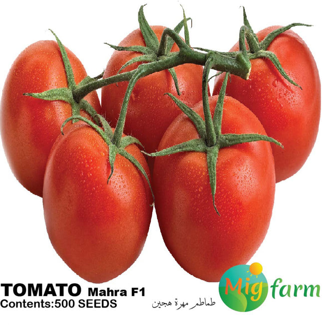 طماطم مهرة F1 ( TOMATO MAHRA)