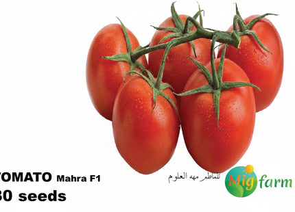 طماطم مهرة F1 ( TOMATO MAHRA) MINI PACKET 30 SEEDS