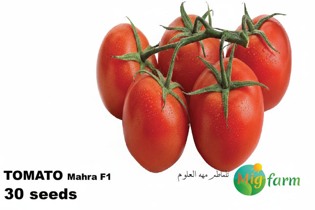 طماطم مهرة F1 ( TOMATO MAHRA) MINI PACKET 30 SEEDS