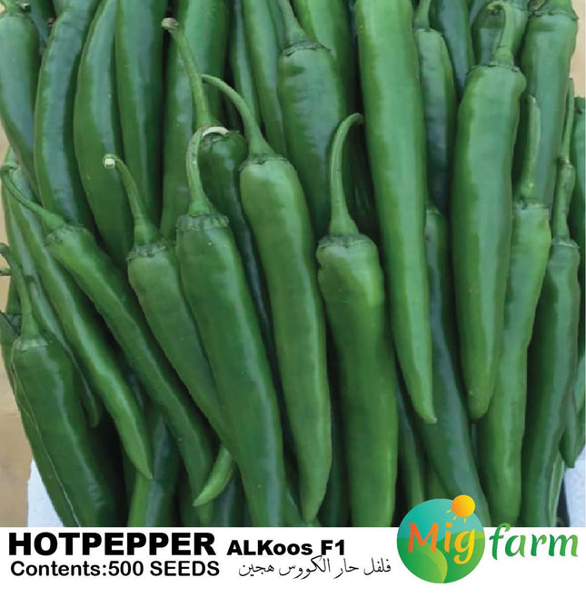 فلفل حار الكووس  F1 (HOTPEPPER AL KOOS F1)