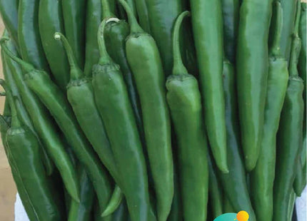 فلفل حار الكووس  F1 (HOTPEPPER AL KOOS F1) MINI PACKET 30 SEEDS