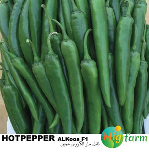 فلفل حار الكووس  F1 (HOTPEPPER AL KOOS F1) MINI PACKET 30 SEEDS