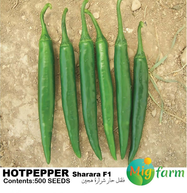 فلفل حار شرارة F1 (HOT PEPPER SHARARA F1)