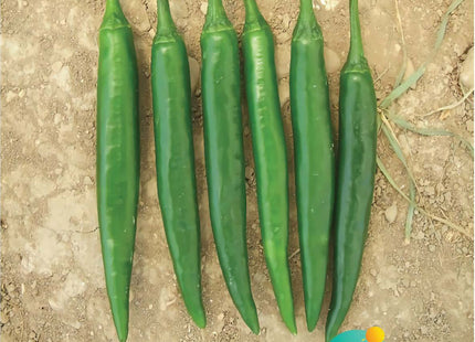فلفل حار شرارة F1 (HOT PEPPER SHARARA F1) MINI PACKET 30 SEEDS
