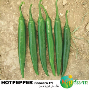 فلفل حار شرارة F1 (HOT PEPPER SHARARA F1) MINI PACKET 30 SEEDS