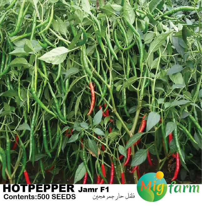 فلفل حار جمر F1 (HOT PEPPER JAMR F1)