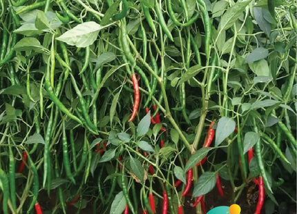فلفل حار جمر F1 (HOT PEPPER JAMR F1) MINI PACKET 30 SEEDS