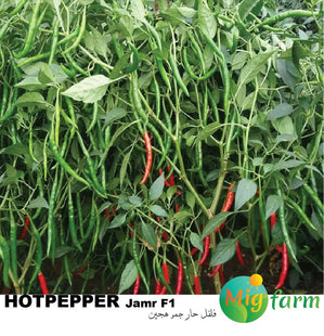 فلفل حار جمر F1 (HOT PEPPER JAMR F1) MINI PACKET 30 SEEDS