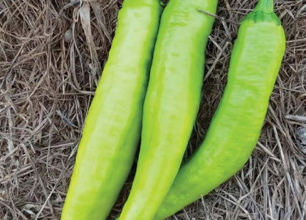فلفل شهاب F1 ( HOTPAPPER SHIHAB F1) MINI PACKET 30 SEEDS