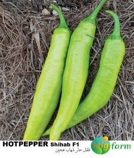 فلفل شهاب F1 ( HOTPAPPER SHIHAB F1) MINI PACKET 30 SEEDS