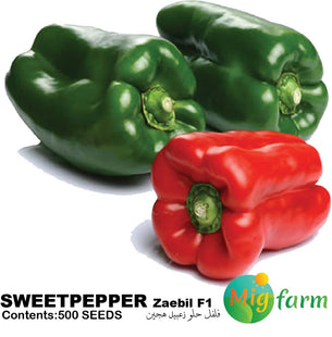فليفلة زعبيل F1 (SWEETPEPPER ZAEBIL F1)