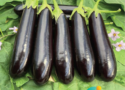 باذنجان مياسة F1 (EGGPLANT MIASA F1)