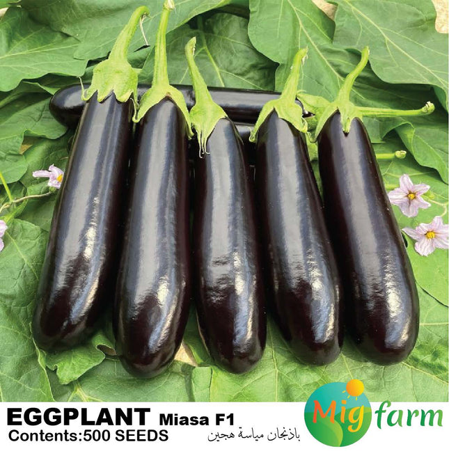 باذنجان مياسة F1 (EGGPLANT MIASA F1)