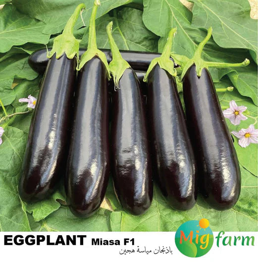 باذنجان مياسة F1 (EGGPLANT MIASA F1) MINI PACKET 30 SEEDS
