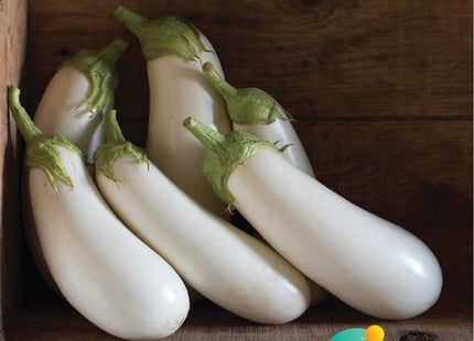 باذنجان مزيونة F1 (WHITE EGGPLANT MAZYUNA F1)