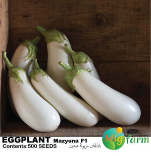 باذنجان مزيونة F1 (WHITE EGGPLANT MAZYUNA F1)