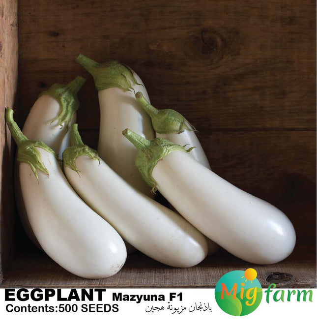 باذنجان مزيونة F1 (WHITE EGGPLANT MAZYUNA F1)