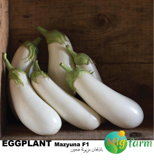 باذنجان مزيونة F1 (WHITE EGGPLANT MAZYUNA F1) MINI PACKET 30 SEEDS