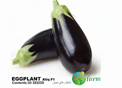 باذنجان عاتق كلاسيكي  F1 (EGGPLANT ATIQ F1) 30 Seeds