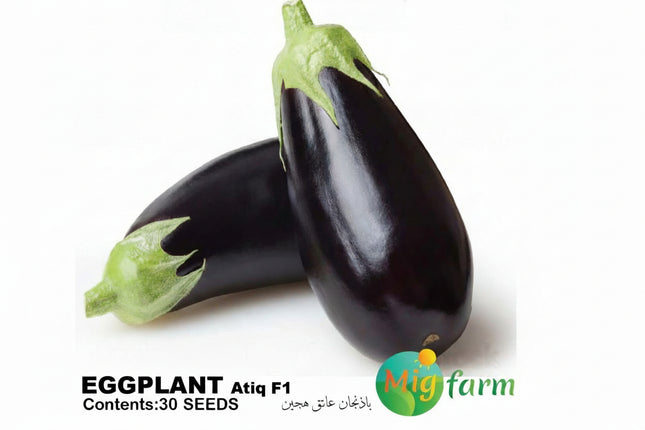 باذنجان عاتق كلاسيكي  F1 (EGGPLANT ATIQ F1) 500 Seeds