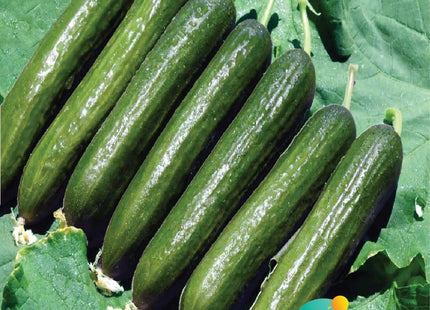 خيار جبارة f1 (CUCUMBER JABAARA F1)