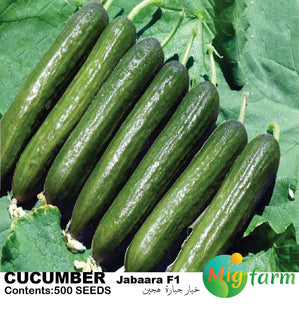 خيار جبارة f1 (CUCUMBER JABAARA F1)